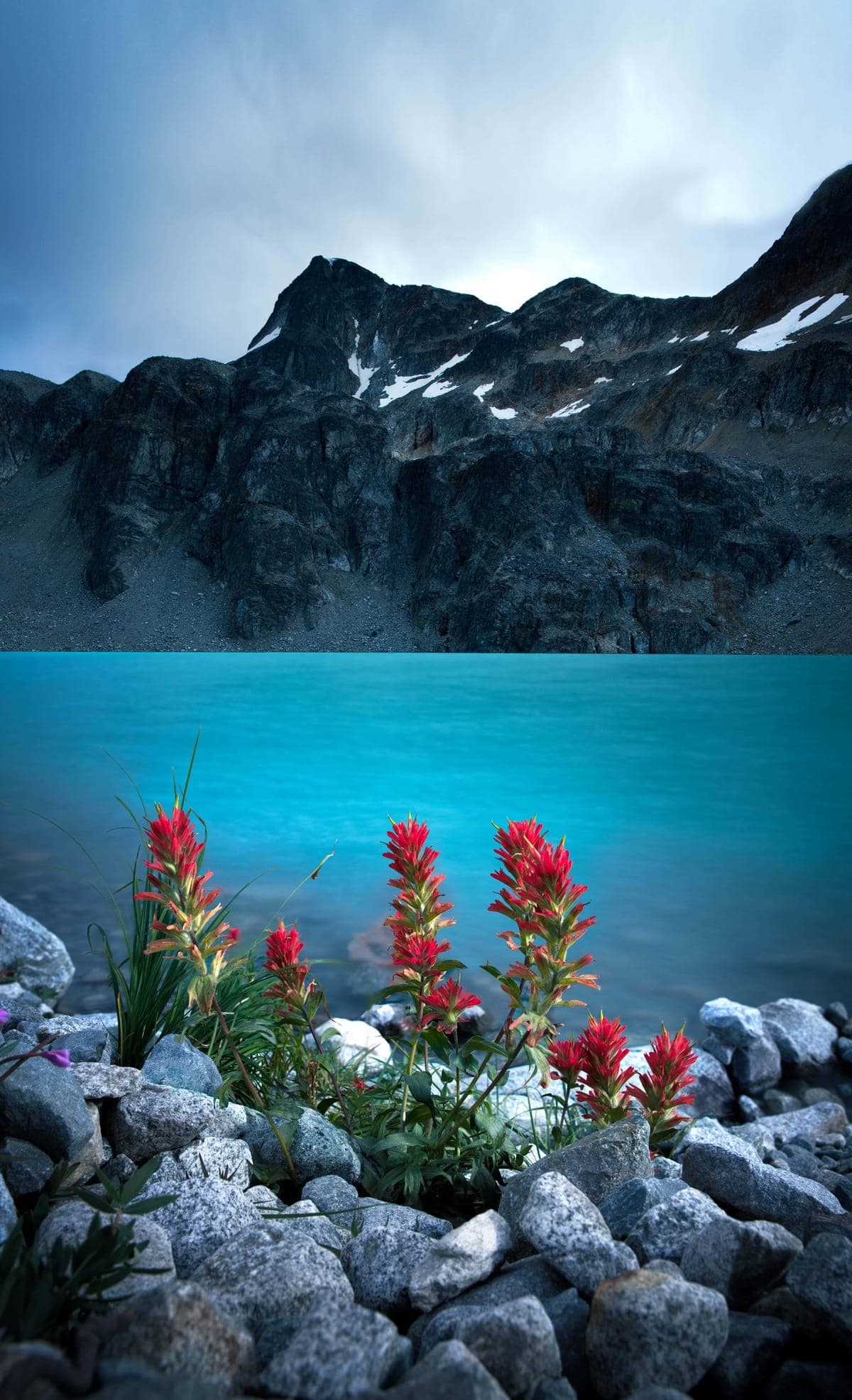 Wedgemount flowers portfolio image